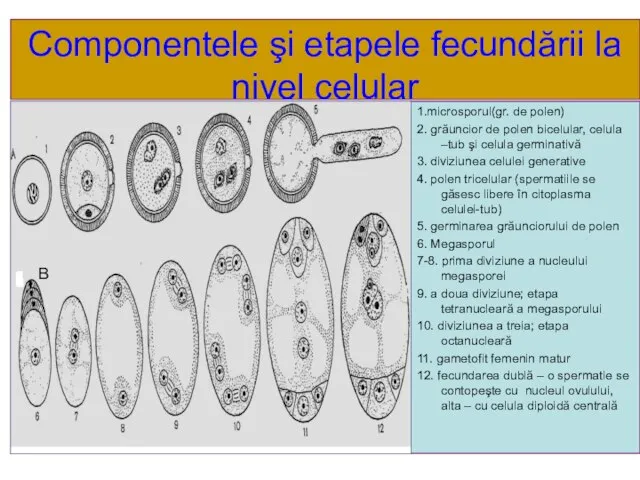 Componentele şi etapele fecundării la nivel celular 1.microsporul(gr. de polen) 2.