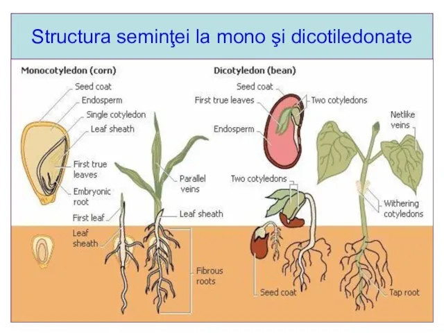 Structura seminţei la mono şi dicotiledonate