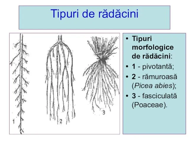 Tipuri de rădăcini Tipuri morfologice de rădăcini: 1 - pivotantă; 2