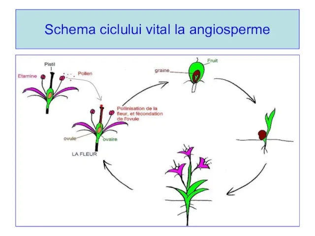 Schema ciclului vital la angiosperme