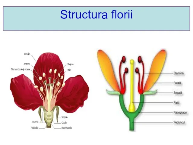 Structura florii