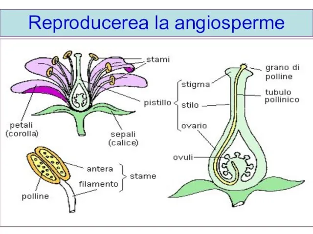 Reproducerea la angiosperme