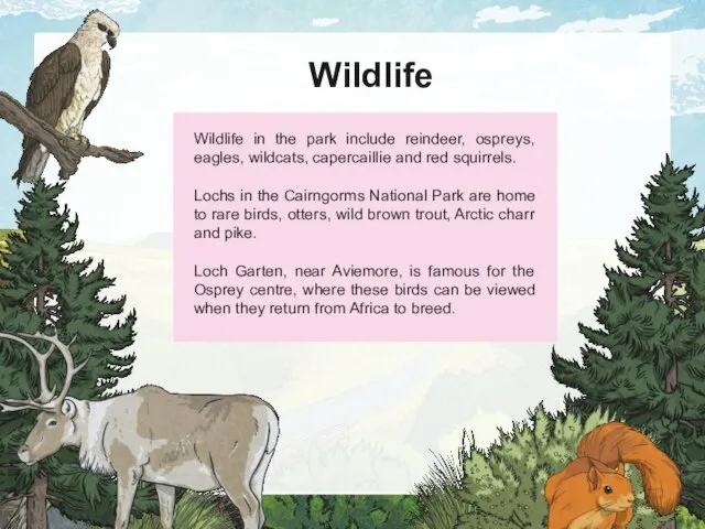 Wildlife Wildlife in the park include reindeer, ospreys, eagles, wildcats, capercaillie