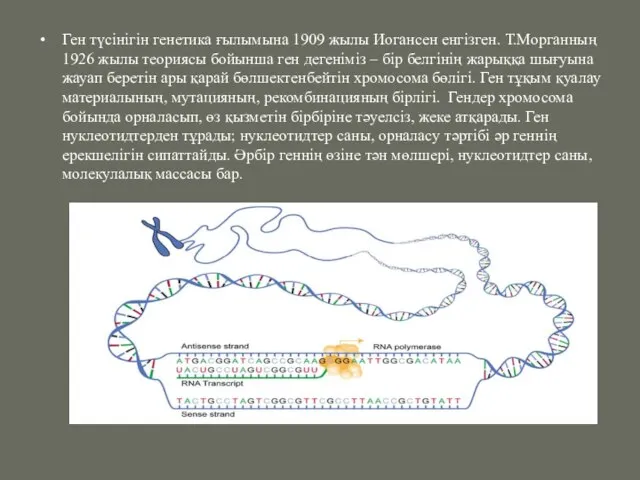 Ген түсінігін генетика ғылымына 1909 жылы Иогансен енгізген. Т.Морганның 1926 жылы