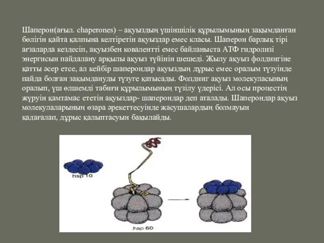 Шаперон(ағыл. chaperones) – ақуыздың үшіншілік құрылымының зақымданған бөлігін қайта қалпына келтіретін