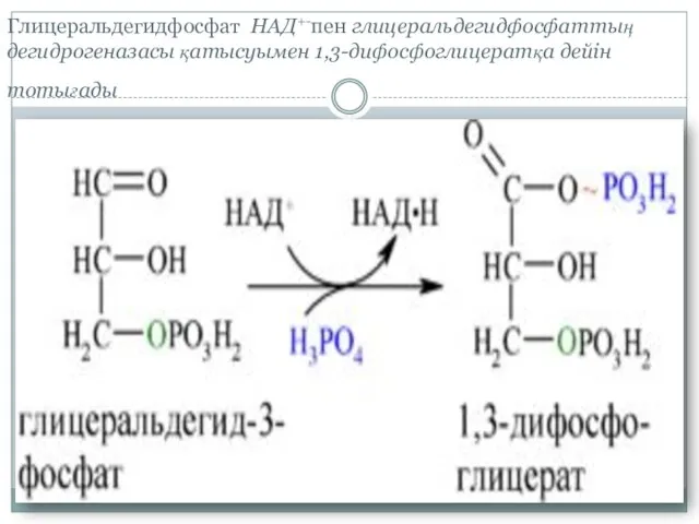 Глицеральдегидфосфат НАД+-пен глицеральдегидфосфаттың дегидрогеназасы қатысуымен 1,3-дифосфоглицератқа дейін тотығады