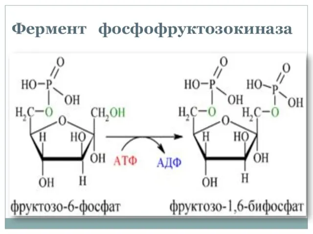 Фермент фосфофруктозокиназа