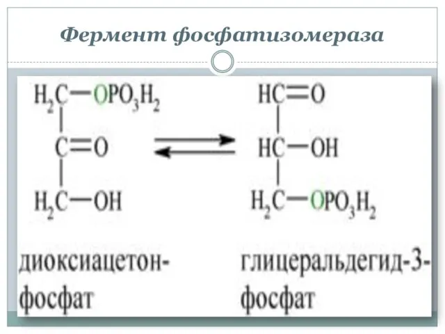 Фермент фосфатизомераза