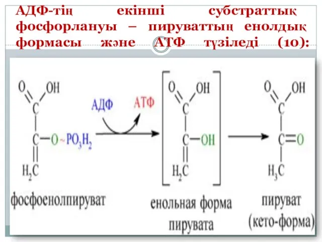 АДФ-тің екінші субстраттық фосфорлануы – пируваттың енолдық формасы және АТФ түзіледі (10):