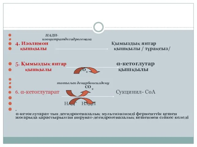 НАДН- изоцитратдегидрогеназа 4. Изолимон Қымыздық янтар қышқылы қышқылы / тұрақсыз/ 5.