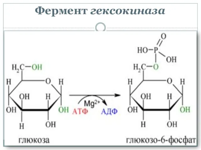 Фермент гексокиназа