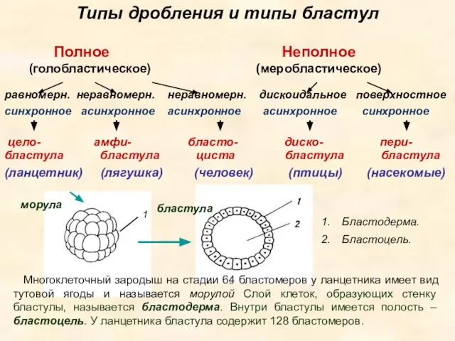 Типы дробления и типы бластул Полное Неполное (голобластическое) (меробластическое) равномерн. неравномерн.