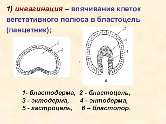 1) инвагинация – впячивание клеток вегетативного полюса в бластоцель (ланцетник); 1-