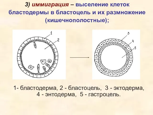 1- бластодерма, 2 - бластоцель, 3 - эктодерма, 4 - энтодерма,