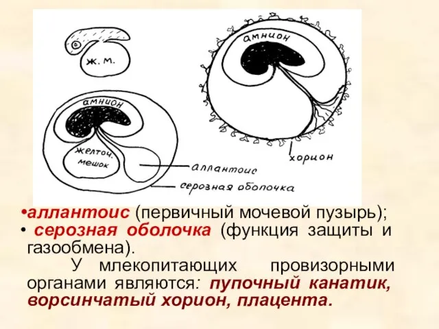 аллантоис (первичный мочевой пузырь); серозная оболочка (функция защиты и газообмена). У