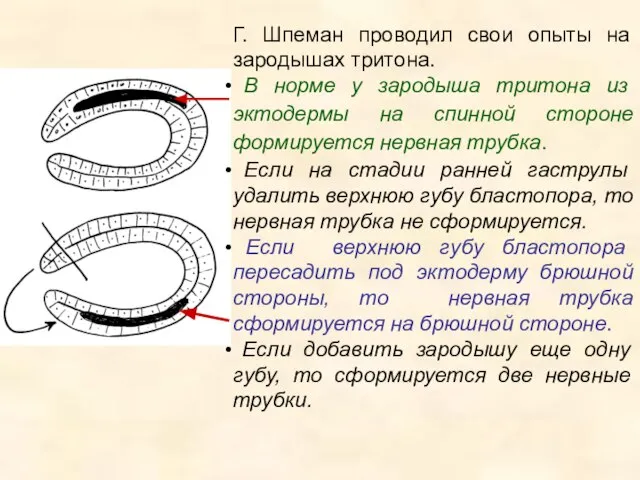 Г. Шпеман проводил свои опыты на зародышах тритона. В норме у