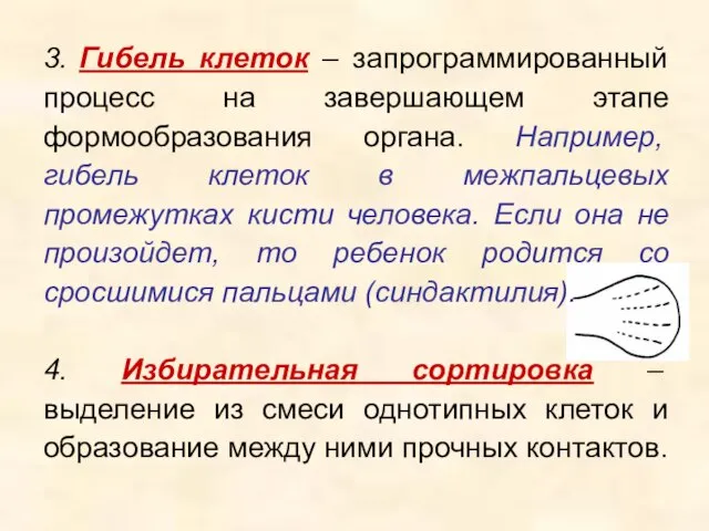 3. Гибель клеток – запрограммированный процесс на завершающем этапе формообразования органа.