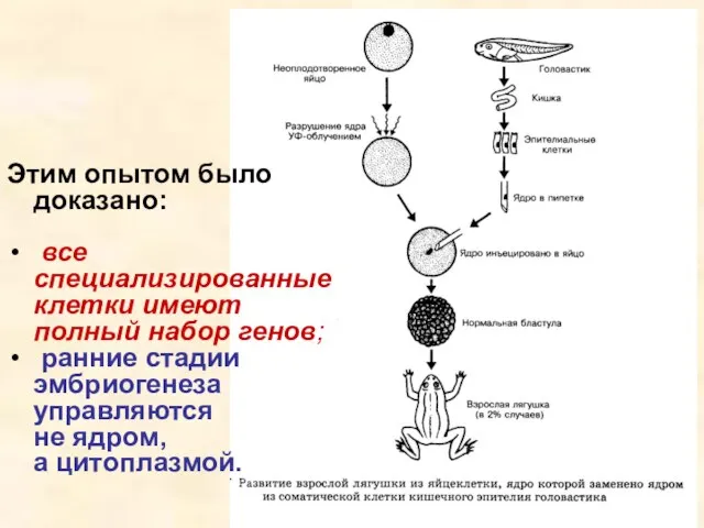 Этим опытом было доказано: все специализированные клетки имеют полный набор генов;