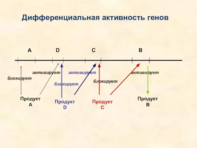 Дифференциальная активность генов