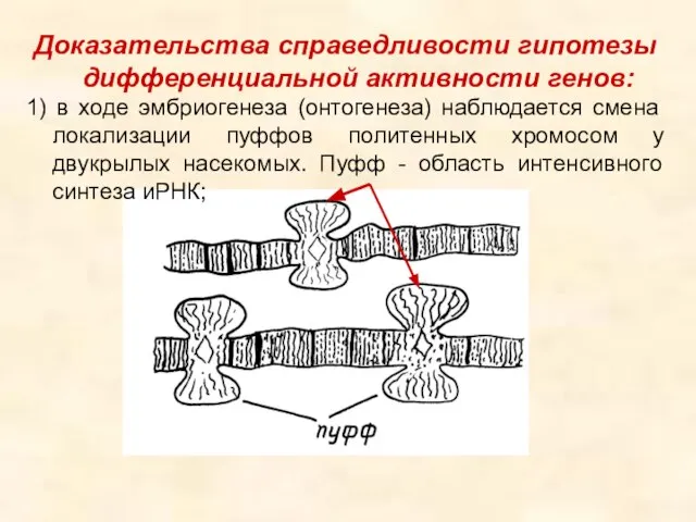 Доказательства справедливости гипотезы дифференциальной активности генов: 1) в ходе эмбриогенеза (онтогенеза)