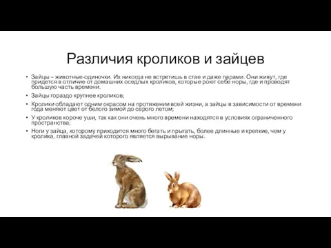 Различия кроликов и зайцев Зайцы – животные-одиночки. Их никогда не встретишь