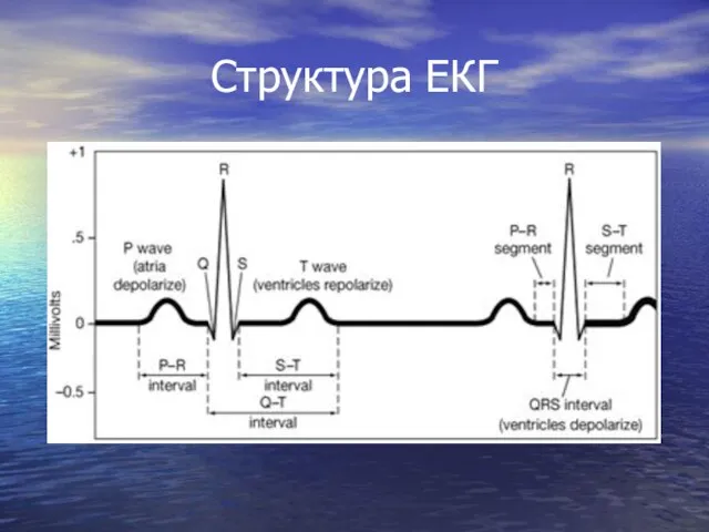 Структура ЕКГ