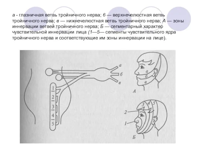 а - глазничная ветвь тройничного нерва; 6 — верхнечелюстная ветвь тройничного