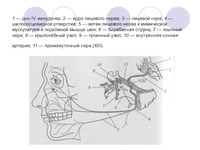 1 — дно IV желудочка; 2 — ядро лицевого нерва; 3