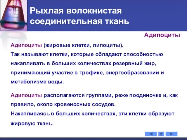 Рыхлая волокнистая соединительная ткань Адипоциты (жировые клетки, липоциты). Так называют клетки,