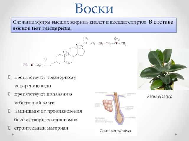 Воски Сложные эфиры высших жирных кислот и высших спиртов. В составе