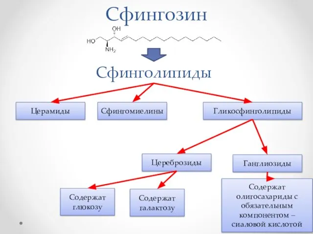 Гликосфинголипиды Сфингозин Сфинголипиды Церамиды Сфингомиелины Цереброзиды Ганглиозиды Содержат глюкозу Содержат галактозу