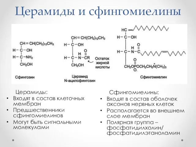 Церамиды и сфингомиелины Сфингомиелины: Входят в состав оболочек аксонов нервных клеток