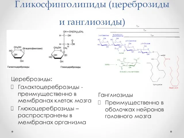 Гликосфинголипиды (цереброзиды и ганглиозиды) Цереброзиды: Галактоцереброзиды - преимущественно в мембранах клеток