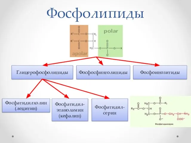 Фосфолипиды Глицерофосфолипиды Фосфосфинголипиды Фосфатидилхолин (лецитин) Фосфатидил-этаноламин (кефалин) Фосфатидил-серин Фосфоинозитиды