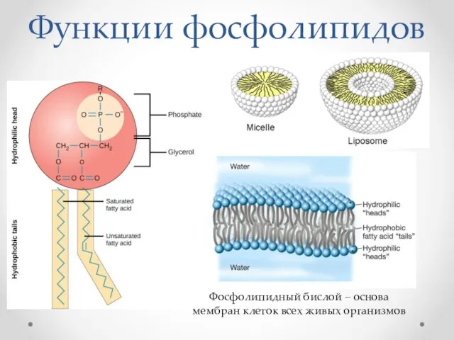 Функции фосфолипидов Фосфолипидный бислой – основа мембран клеток всех живых организмов