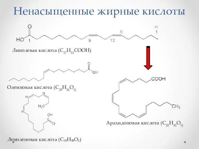 Ненасыщенные жирные кислоты Линолевая кислота (С17H31COOH) Олеиновая кислота (C18H34O2) Леноленовая кислота (C₁₈H₃₀O₂) Арахидоновая кислота (C20H32O2)