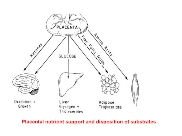 Placental nutrient support and disposition of substrates.