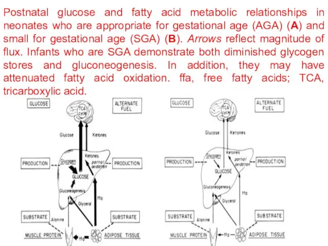 Postnatal glucose and fatty acid metabolic relationships in neonates who are