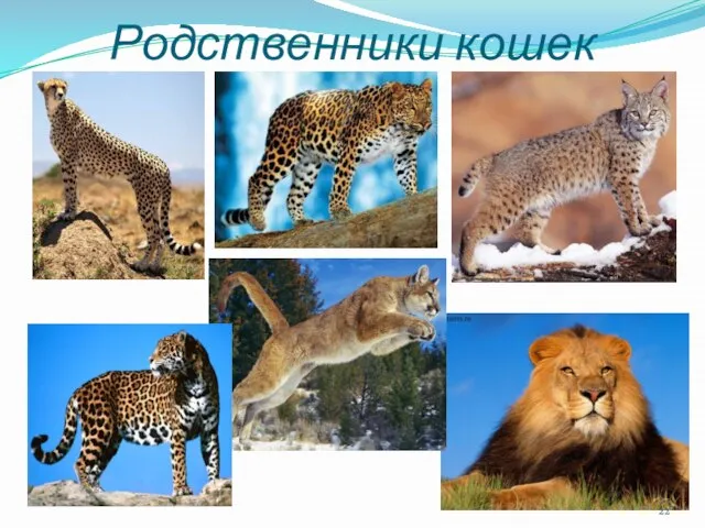 Родственники кошек