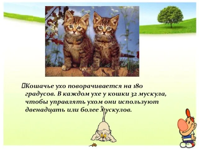 Кошачье ухо поворачивается на 180 градусов. В каждом ухе у кошки