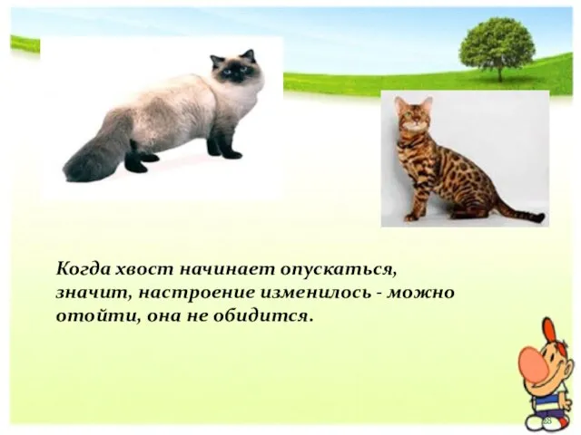 Когда хвост начинает опускаться, значит, настроение изменилось - можно отойти, она не обидится.