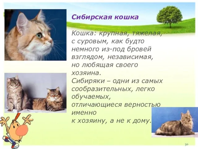 Сибирская кошка Кошка: крупная, тяжелая, с суровым, как будто немного из-под