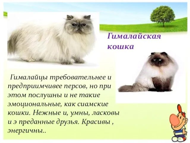 Гималайцы требовательнее и предприимчивее персов, но при этом послушны и не