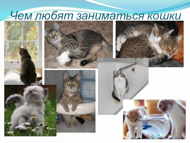 Чем любят заниматься кошки