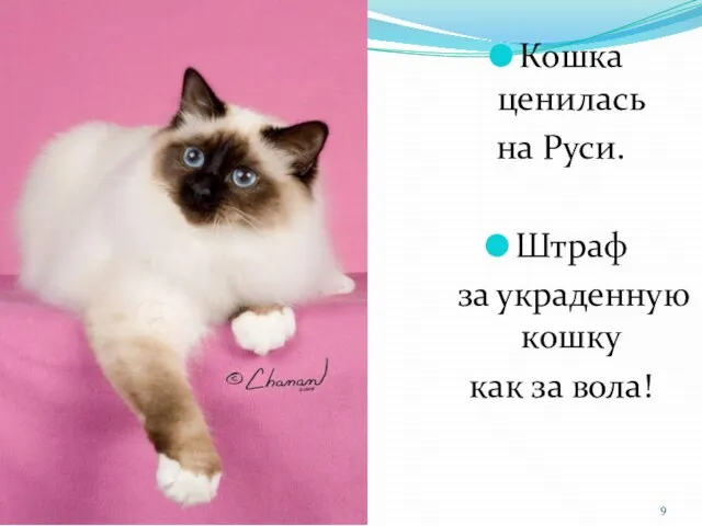 Кошка ценилась на Руси. Штраф за украденную кошку как за вола!
