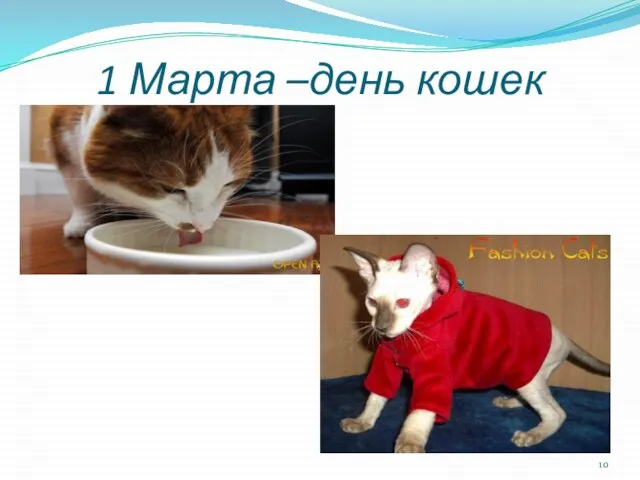 1 Марта –день кошек