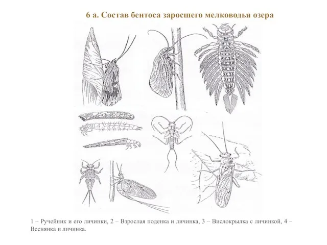 6 а. Состав бентоса заросшего мелководья озера 1 – Ручейник и