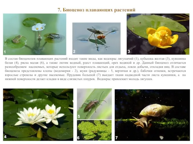 7. Биоценоз плавающих растений В состав биоценозов плавающих растений входят такие