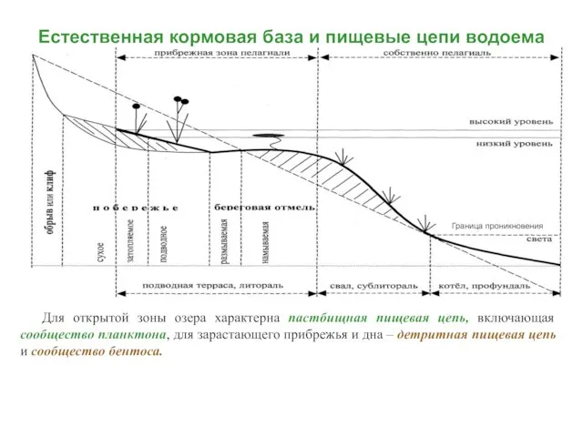 Естественная кормовая база и пищевые цепи водоема Для открытой зоны озера