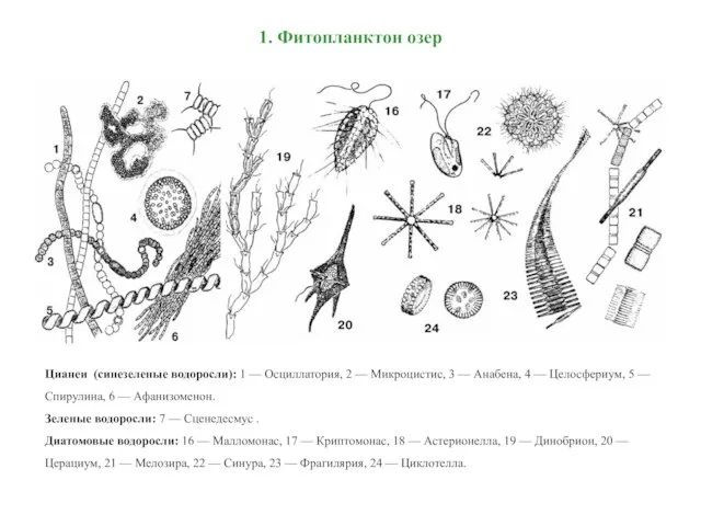 1. Фитопланктон озер Цианеи (синезеленые водоросли): 1 — Осциллатория, 2 —